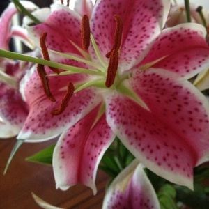 Meet your Posher, Paulina